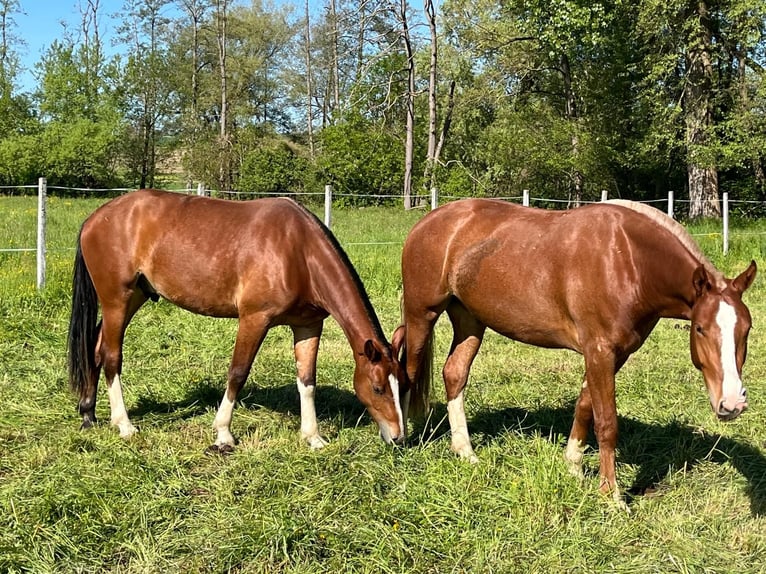 Freiberg / Franches Montagnes Castrone 3 Anni 160 cm Sauro in Rümmingen