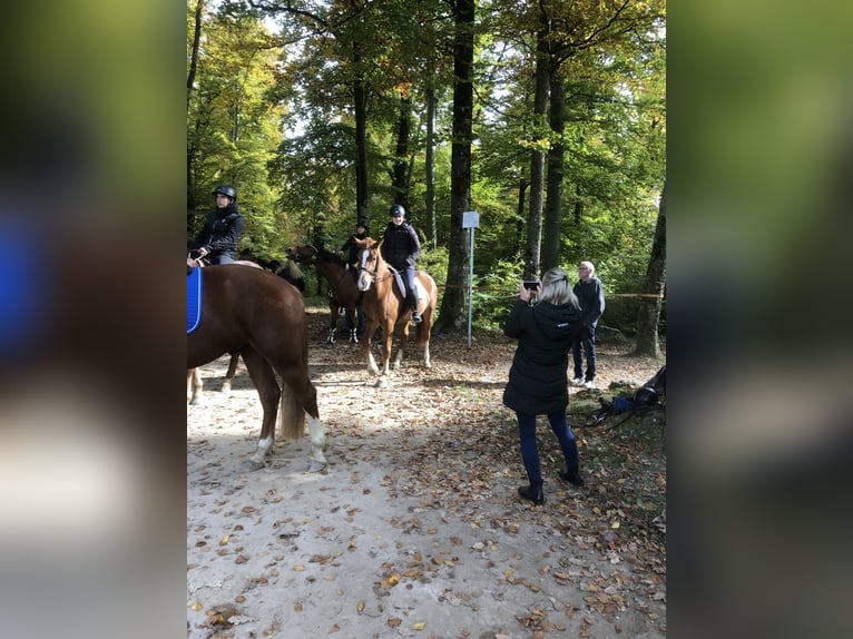 Freiberg / Franches Montagnes Castrone 3 Anni 160 cm Sauro in R&#xFC;mmingen