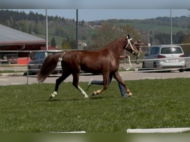 Freiberg / Franches Montagnes Castrone 3 Anni 160 cm Sauro scuro in Pedrinate