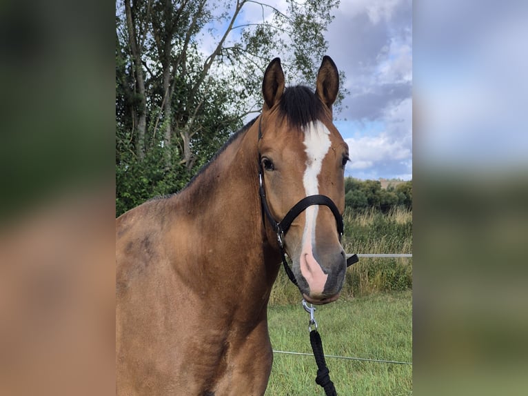 Freiberg / Franches Montagnes Castrone 3 Anni 165 cm Baio in Niederneisen