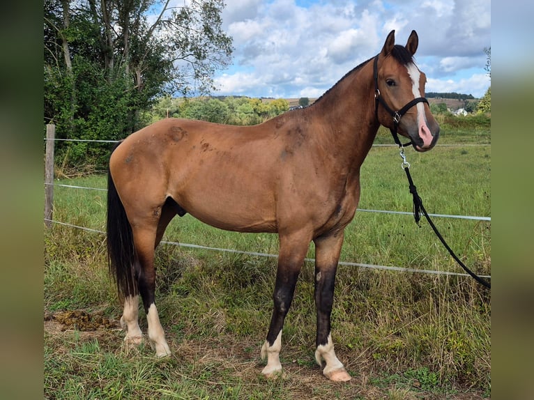 Freiberg / Franches Montagnes Castrone 3 Anni 165 cm Baio in Niederneisen