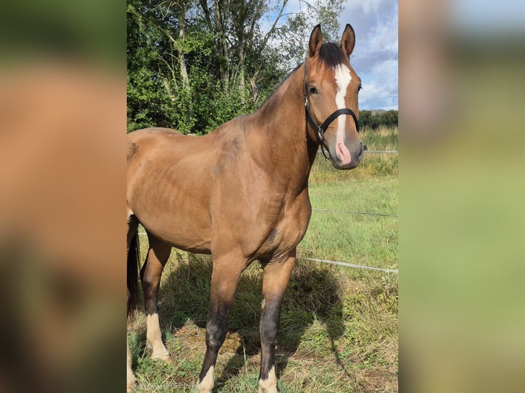 Freiberg / Franches Montagnes Castrone 3 Anni 165 cm Baio in Niederneisen