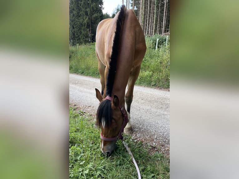 Freiberg / Franches Montagnes Castrone 3 Anni Baio in Uettligen