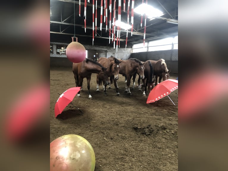 Freiberg / Franches Montagnes Castrone 4 Anni 151 cm Baio in Rümmingen