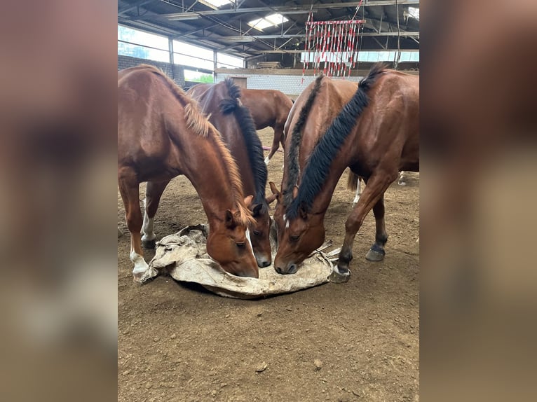 Freiberg / Franches Montagnes Castrone 4 Anni 151 cm Baio in Rümmingen