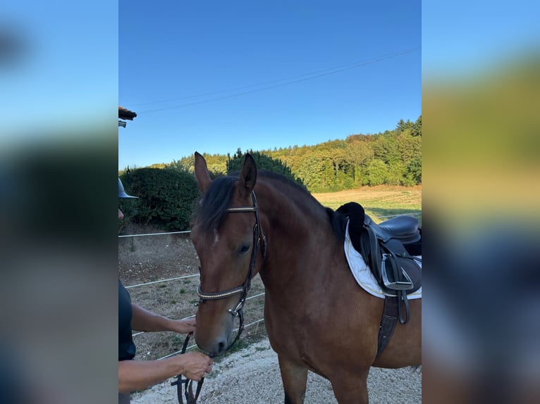 Freiberg / Franches Montagnes Castrone 4 Anni 153 cm Baio in Walperswil