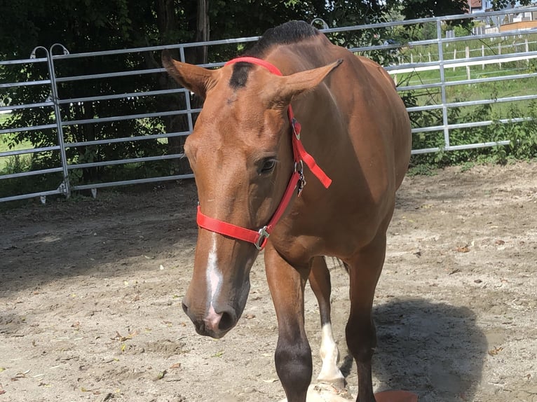 Freiberg / Franches Montagnes Castrone 4 Anni 156 cm Baio in Rümmingen