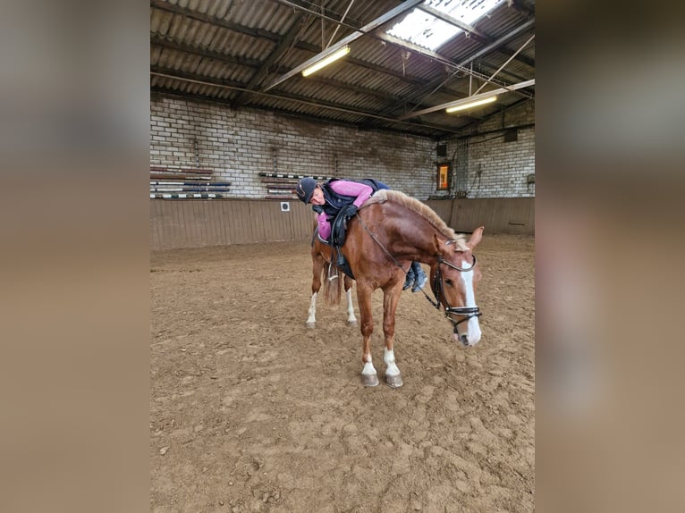 Freiberg / Franches Montagnes Castrone 4 Anni 159 cm Sauro in Rümmingen