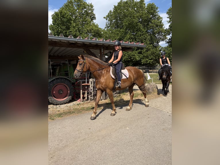 Freiberg / Franches Montagnes Castrone 4 Anni 159 cm Sauro in Rümmingen