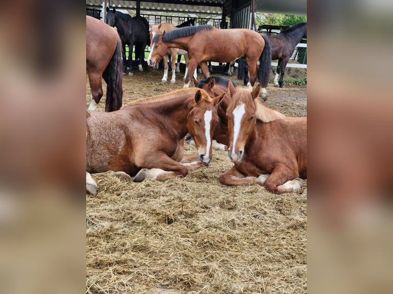 Freiberg / Franches Montagnes Castrone 4 Anni 159 cm Sauro in Rümmingen