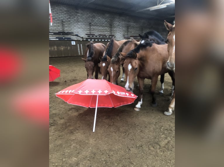 Freiberg / Franches Montagnes Castrone 4 Anni 159 cm Sauro in Rümmingen