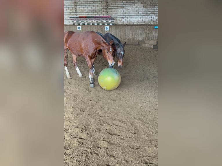 Freiberg / Franches Montagnes Castrone 4 Anni 159 cm Sauro in Rümmingen