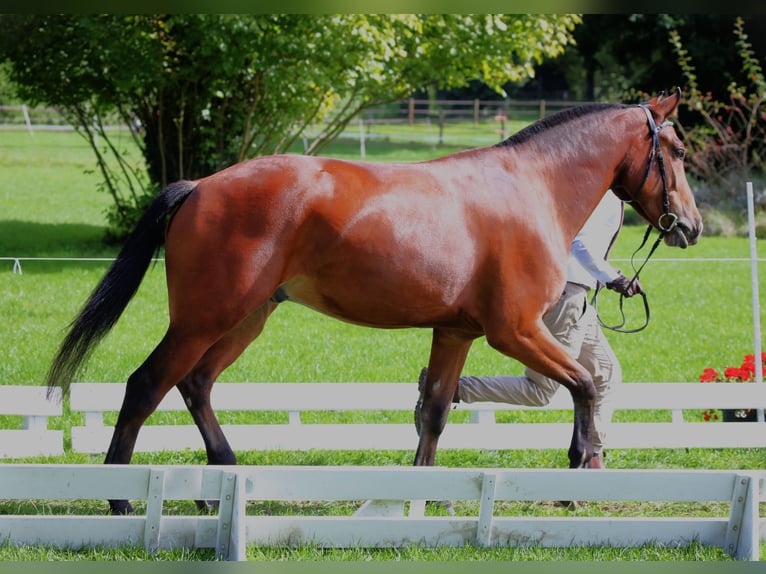 Freiberg / Franches Montagnes Castrone 4 Anni 160 cm Baio scuro in Thalheim an der Thur