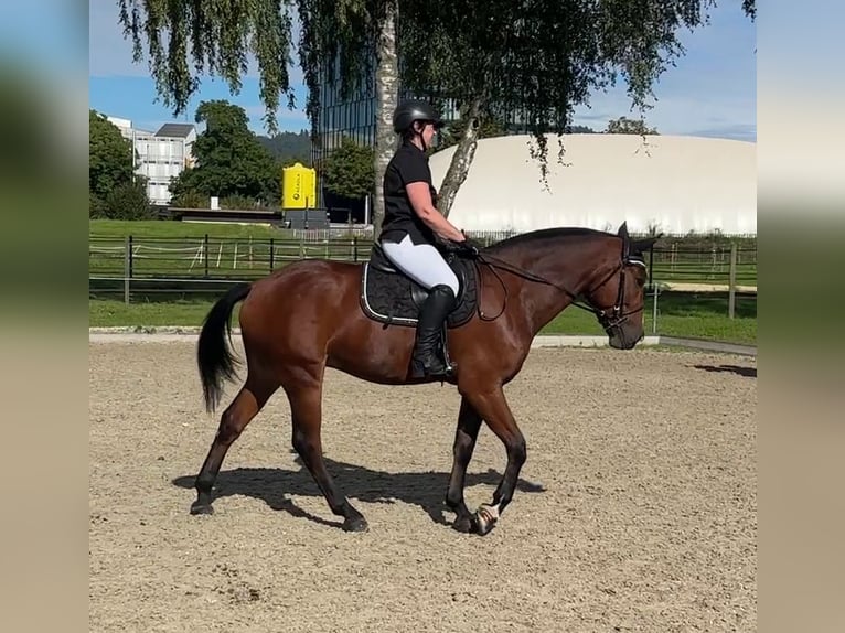 Freiberg / Franches Montagnes Castrone 4 Anni 160 cm Baio scuro in Thalheim an der Thur