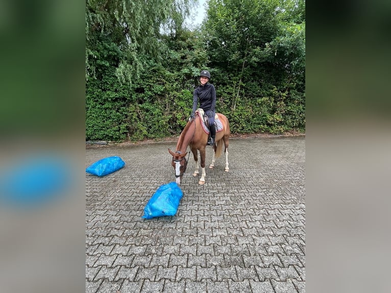 Freiberg / Franches Montagnes Castrone 4 Anni 160 cm Sauro in Rümmingen