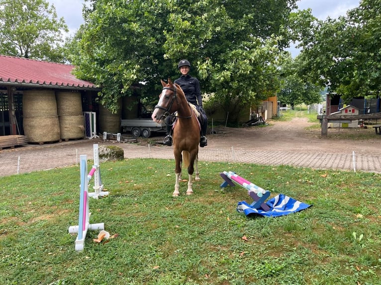 Freiberg / Franches Montagnes Castrone 4 Anni 160 cm Sauro in Rümmingen