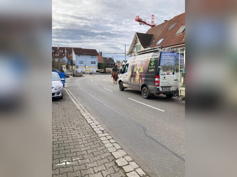 Freiberg / Franches Montagnes Castrone 4 Anni 165 cm Sauro scuro in Rümmingen
