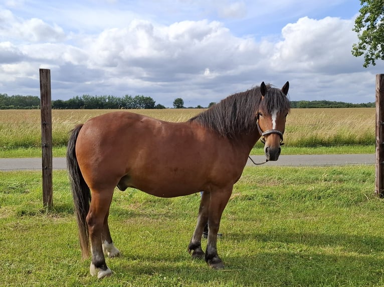 Freiberg / Franches Montagnes Castrone 5 Anni 150 cm Baio in R&#xFC;hen