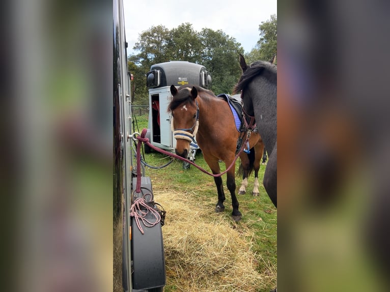 Freiberg / Franches Montagnes Castrone 5 Anni 154 cm Baio in Ederveen