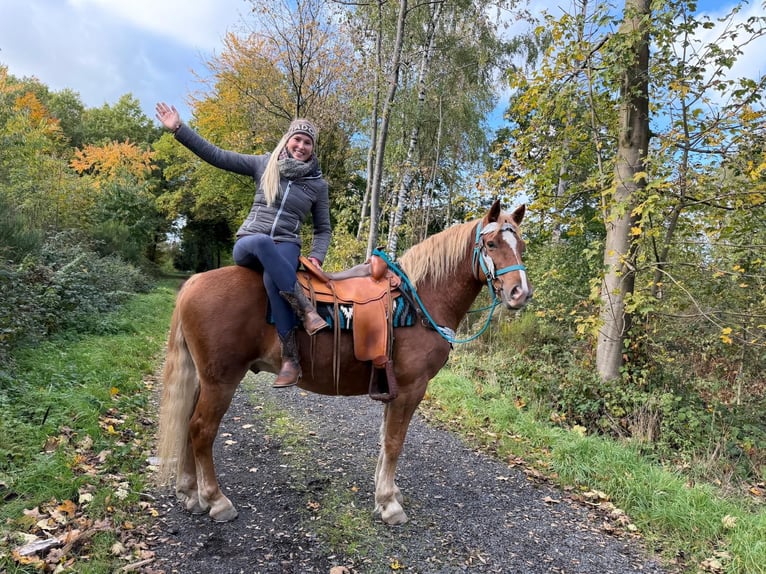 Freiberg / Franches Montagnes Castrone 5 Anni 156 cm Sauro in Linkenbach
