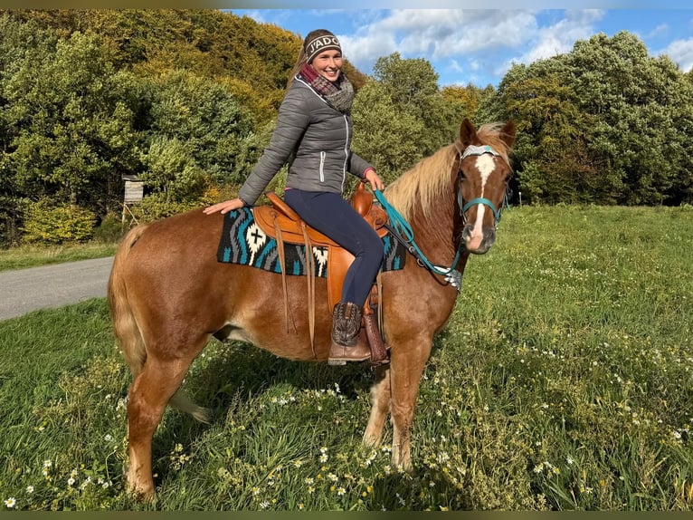 Freiberg / Franches Montagnes Castrone 5 Anni 156 cm Sauro in Linkenbach