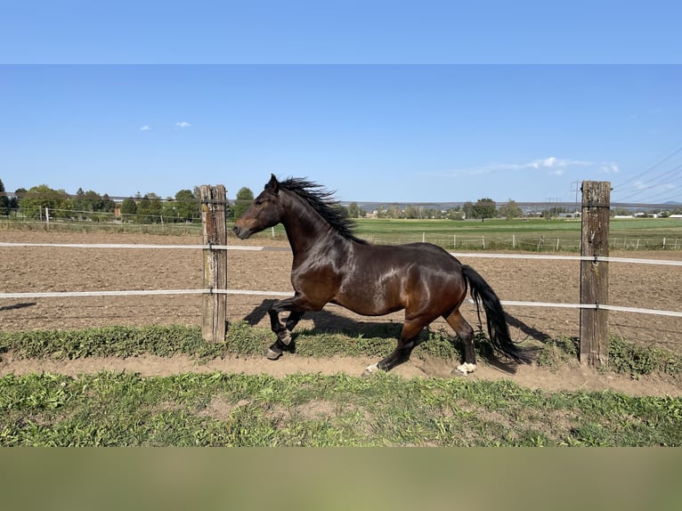 Freiberg / Franches Montagnes Castrone 5 Anni 157 cm Baio scuro in Dübendorf 1
