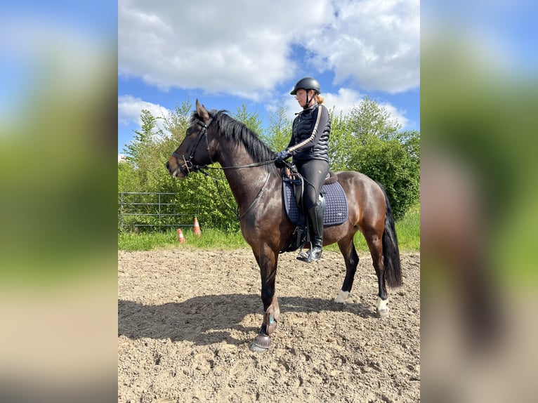 Freiberg / Franches Montagnes Castrone 5 Anni 157 cm Baio scuro in Dübendorf 1