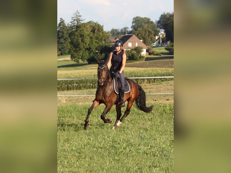 Freiberg / Franches Montagnes Castrone 5 Anni 157 cm Baio scuro in Dübendorf 1