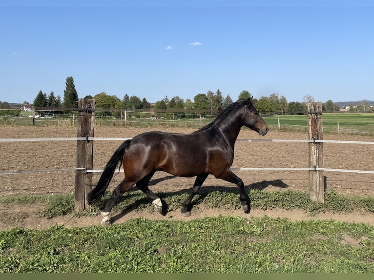 Freiberg / Franches Montagnes Castrone 5 Anni 157 cm Baio scuro in Dübendorf 1