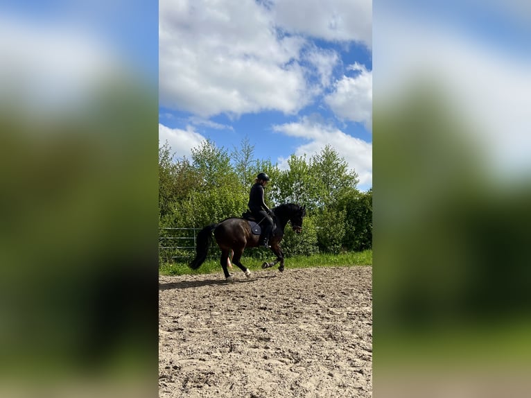 Freiberg / Franches Montagnes Castrone 5 Anni 157 cm Baio scuro in Dübendorf 1