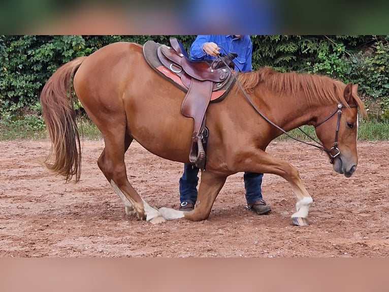 Freiberg / Franches Montagnes Castrone 5 Anni 157 cm Sauro in Karlsruhe Freiberg / Franches Montagnes Castrone 5 Anni 157 cm Sauro in Karlsruhe