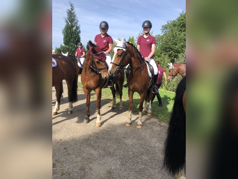 Freiberg / Franches Montagnes Castrone 5 Anni 159 cm Baio in Rümmingen