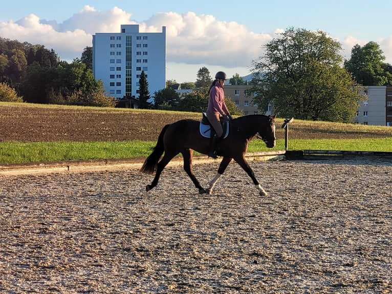 Freiberg / Franches Montagnes Castrone 5 Anni 160 cm Baio scuro in Bleienbach