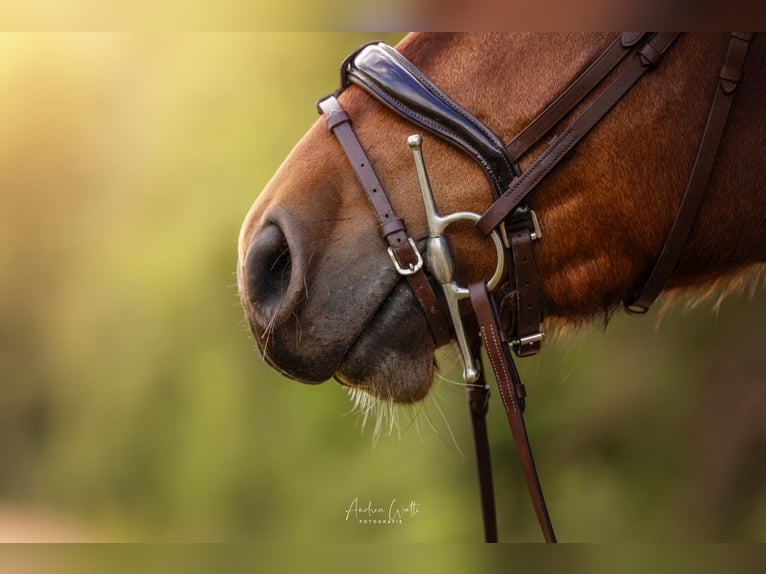 Freiberg / Franches Montagnes Castrone 5 Anni 161 cm Baio in Aarau