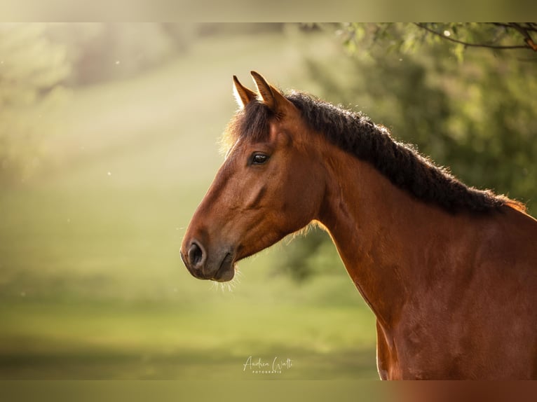 Freiberg / Franches Montagnes Castrone 5 Anni 161 cm Baio in Aarau