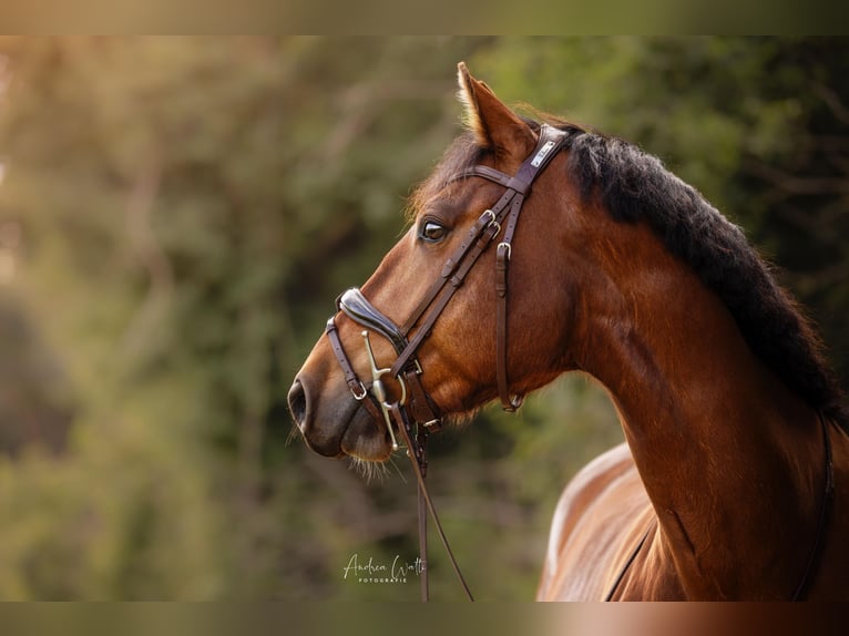 Freiberg / Franches Montagnes Castrone 5 Anni 161 cm Baio in Aarau