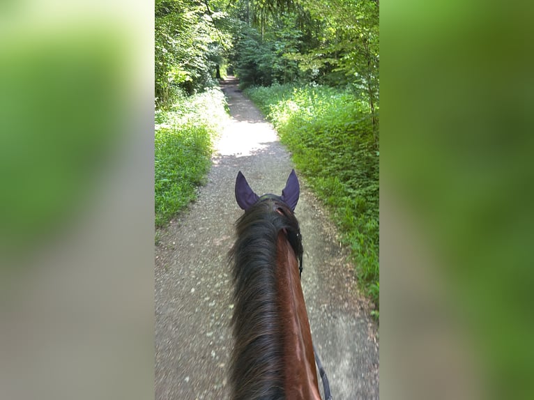 Freiberg / Franches Montagnes Castrone 5 Anni 164 cm Baio in L&#xFC;tzelfl&#xFC;h-Goldbach