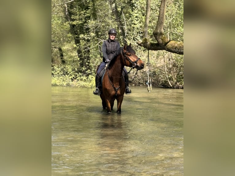 Freiberg / Franches Montagnes Castrone 5 Anni 164 cm Baio in Paderborn