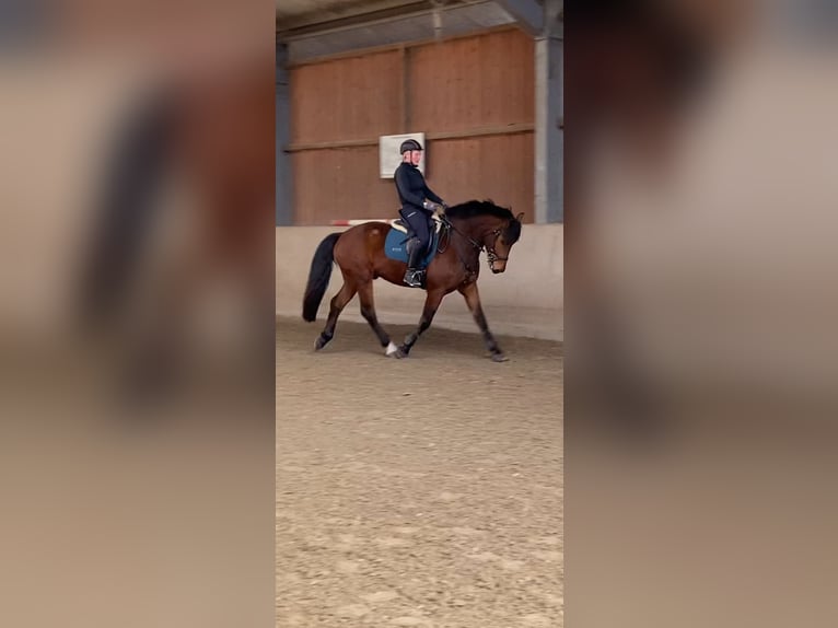Freiberg / Franches Montagnes Castrone 5 Anni 164 cm Baio in Paderborn