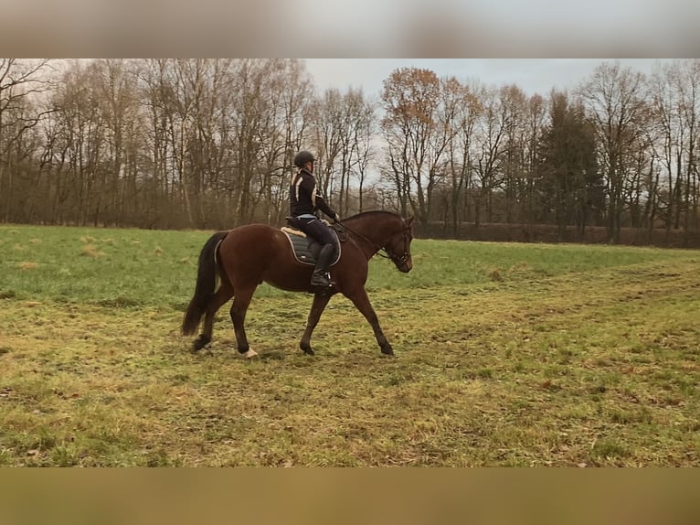 Freiberg / Franches Montagnes Castrone 5 Anni 164 cm Baio in Paderborn