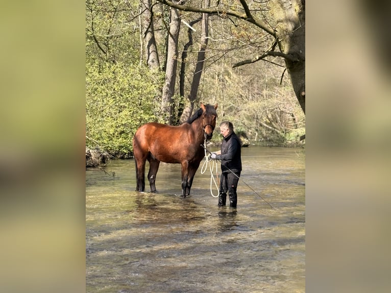 Freiberg / Franches Montagnes Castrone 5 Anni 164 cm Baio in Paderborn