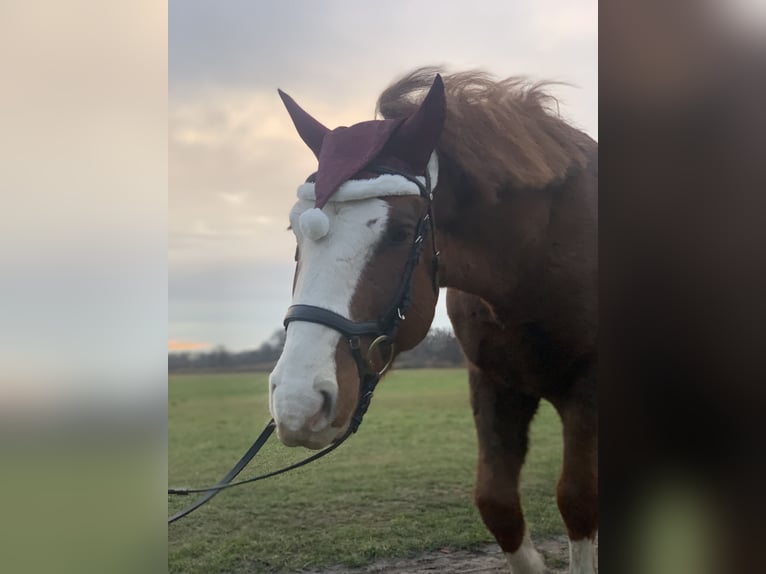 Freiberg / Franches Montagnes Mix Castrone 6 Anni 153 cm Sauro scuro in Schönefeld