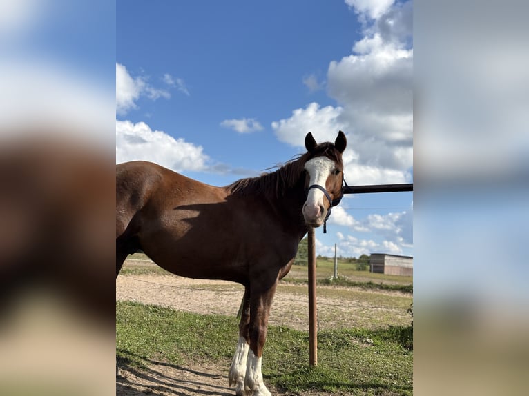 Freiberg / Franches Montagnes Mix Castrone 6 Anni 156 cm Sauro scuro in Berlin