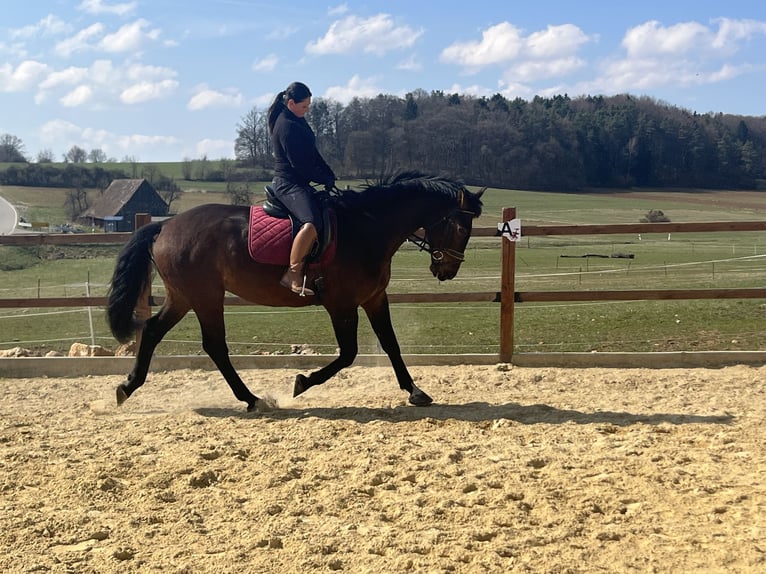 Freiberg / Franches Montagnes Castrone 6 Anni 164 cm Baio in Ursensollen