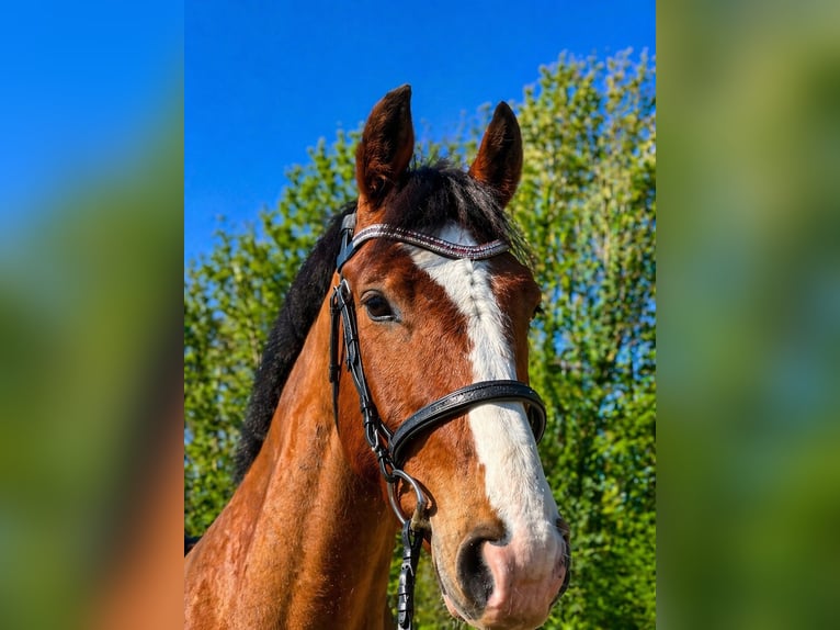 Freiberg / Franches Montagnes Castrone 6 Anni 164 cm Baio chiaro in Leforest