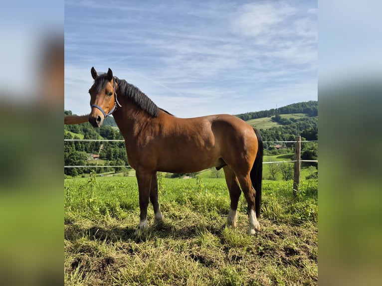Freiberg / Franches Montagnes Castrone 6 Anni Baio in Holderbank SO