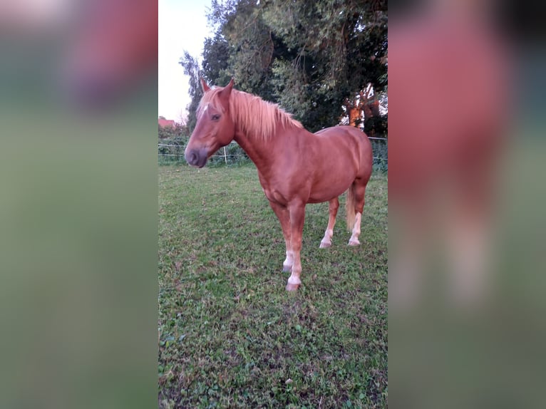 Freiberg / Franches Montagnes Castrone 7 Anni 155 cm Sauro in Kleim Meckelsen