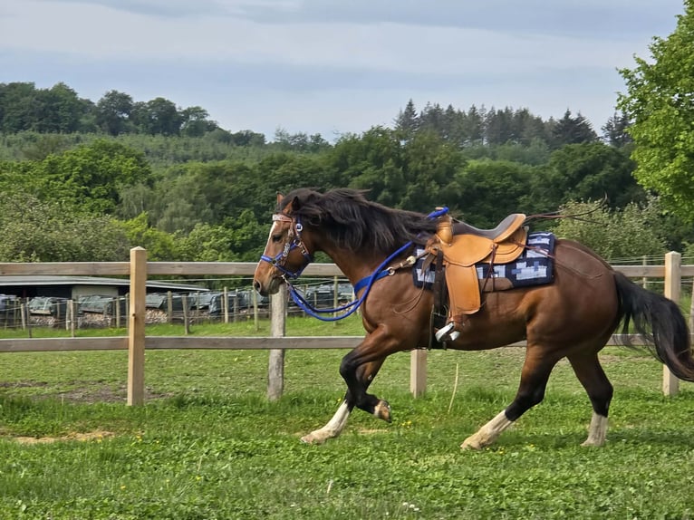 Freiberg / Franches Montagnes Castrone 7 Anni 156 cm Baio in Linkenbach