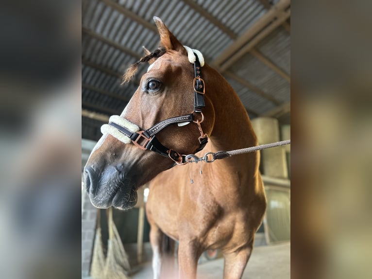 Freiberg / Franches Montagnes Castrone 7 Anni 157 cm Baio in Schwörstadt