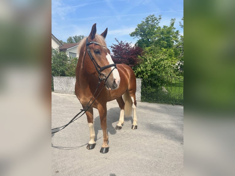 Freiberg / Franches Montagnes Castrone 7 Anni 164 cm Sauro in Buchs ZH
